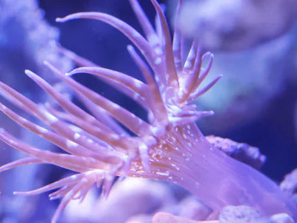 Collection image for: Aiptasia Anemone