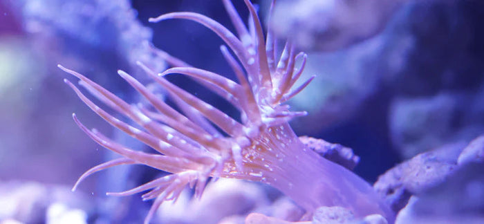 Aiptasia Anemone