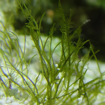 Bryopsis