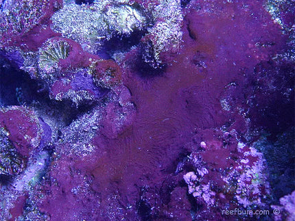 Collection image for: Red Slime Algae