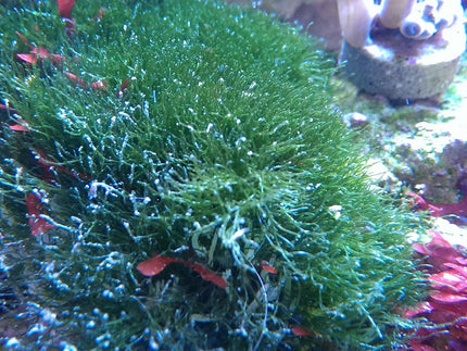Collection image for: Hair Algae