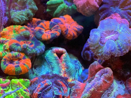 Collection image for: LPS-Dominant Tank