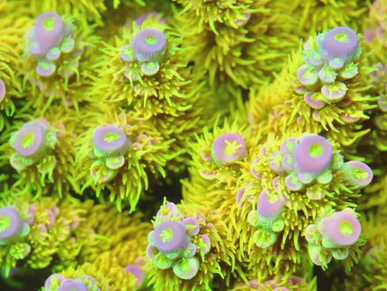 Collection image for: SPS-Dominant Tank