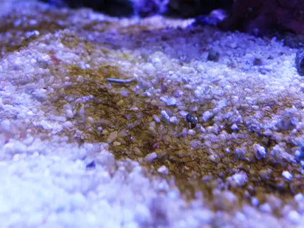 Collection image for: Diatom Algae