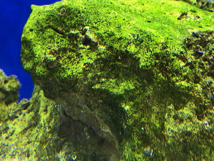 Collection image for: Green Film