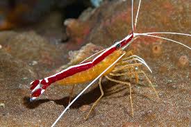 Collection image for: Shrimp