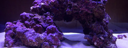 Collection image for: New Tank