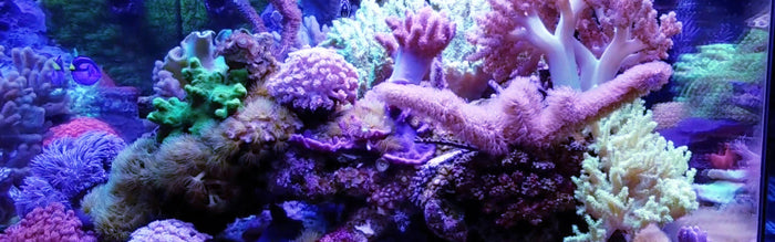 Soft Coral Tank