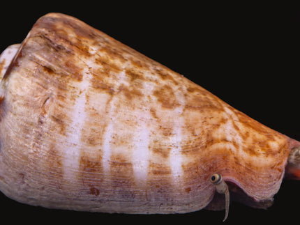 Collection image for: Conch