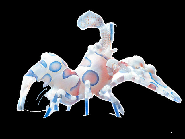 Harlequin Shrimp (Hymenocera picta)