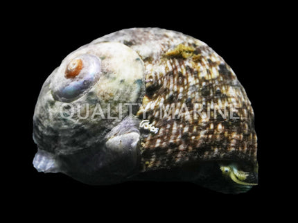 Tropical Turbo - Turbo petholatus