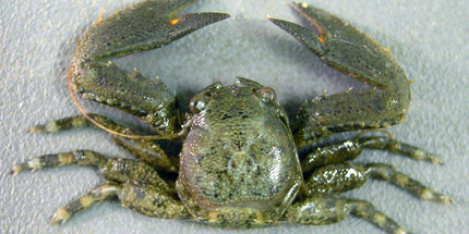 Porcelain Crab -  Porcellanidae