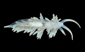 Berghia - Nudibranch