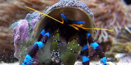 Blue Knuckle Hermit Crab -  Calcinus elegans