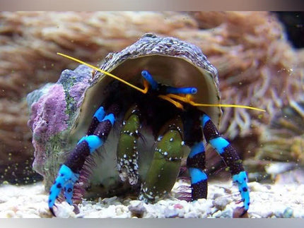 Collection image for: Film Algae