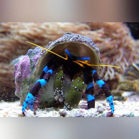 Blue Knuckle Hermit Crab -  Calcinus elegans