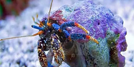 Blue Eye Hermit Crab