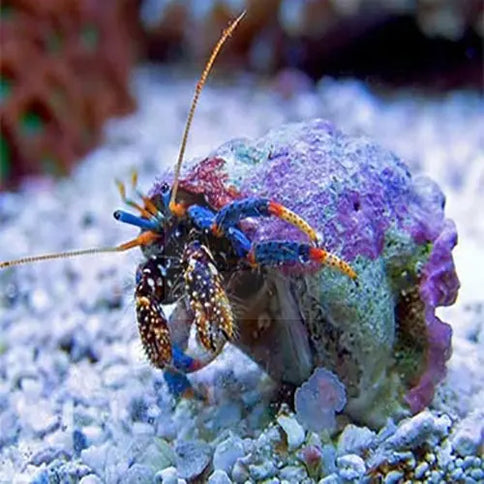 Blue Eye Hermit Crab