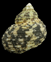 Indo Turbo Snail - Turbo bruneus