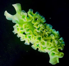 Lettuce Nudibranch
