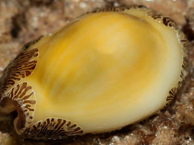 Money Cowrie - Monetaria moneta