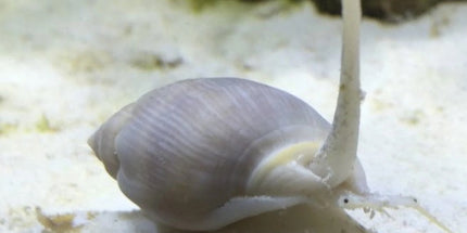 Nassarius Snail