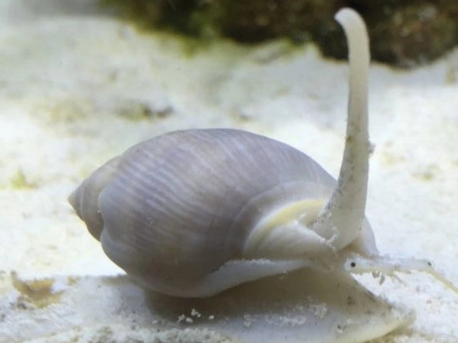 Tongan Nassarius Snail - Nassarius distortus