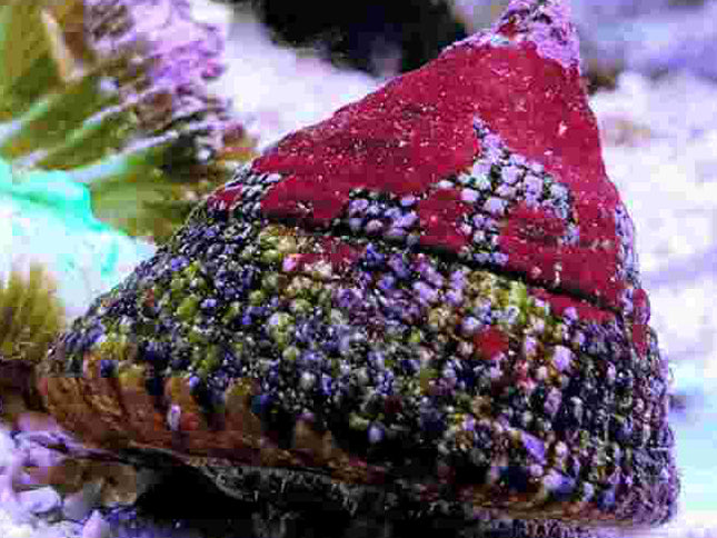 Trochus Snail