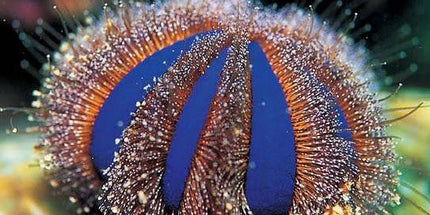 Tuxedo Urchin - Mespilia globulus