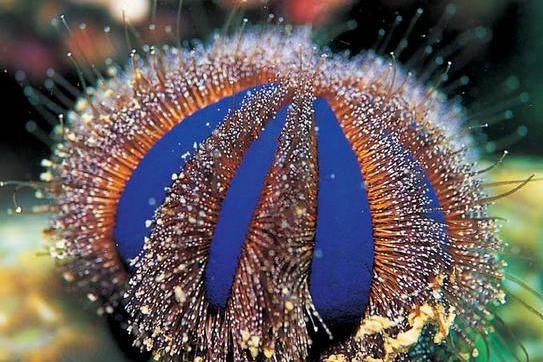 Tuxedo Urchin - Mespilia globulus