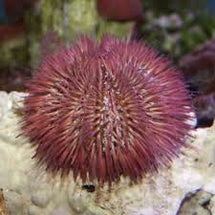 Rose Pink Urchin - Lytechinus variegatus