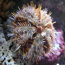 Pin Cushion Urchin - Tripneustes gratilla