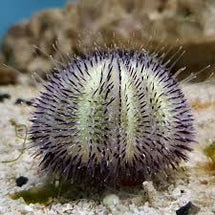 Purple Urchin - Pseudoboletia sp.
