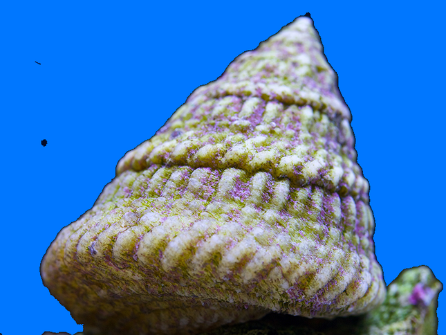 Astrea Snail