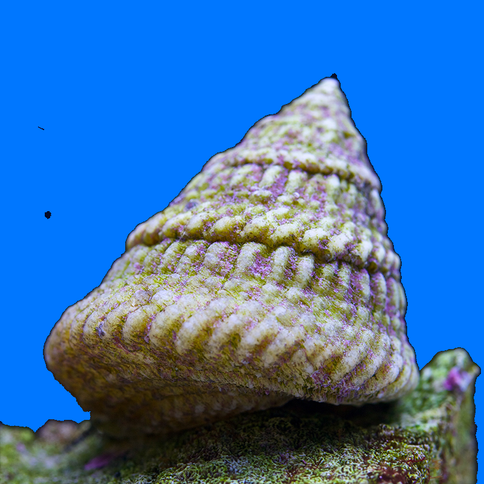 Astrea Snail