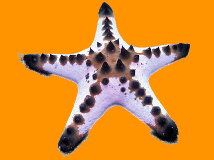 Chocolate Chip Starfish