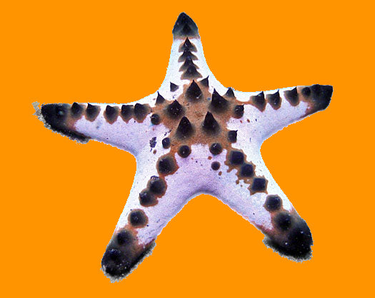 Chocolate Chip Starfish