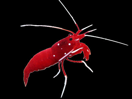 Fire Blood Shrimp