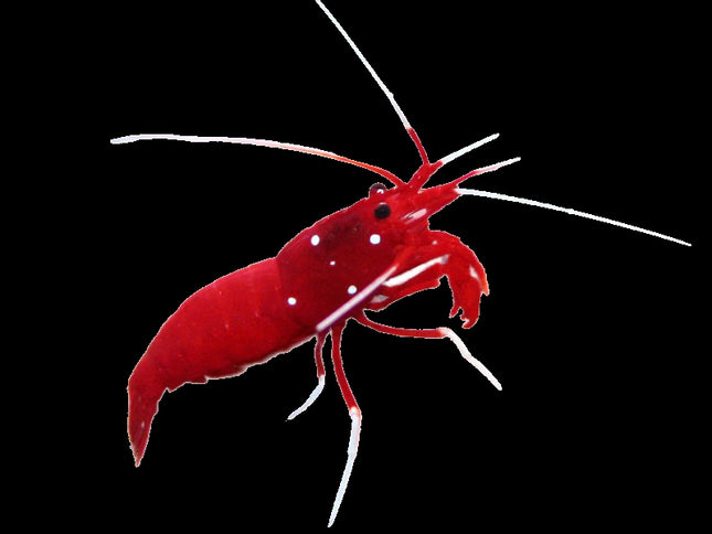 Fire Blood Shrimp