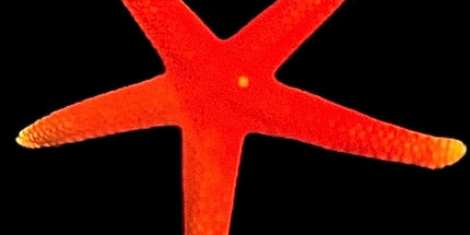 Fromia Starfish