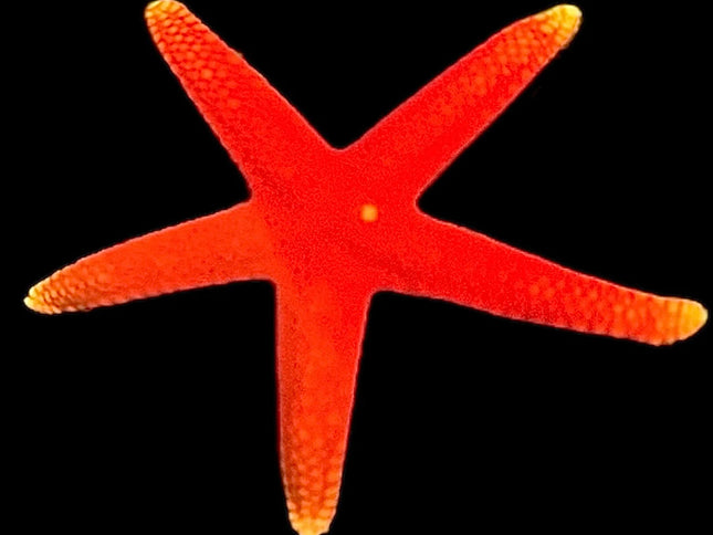 Fromia Starfish