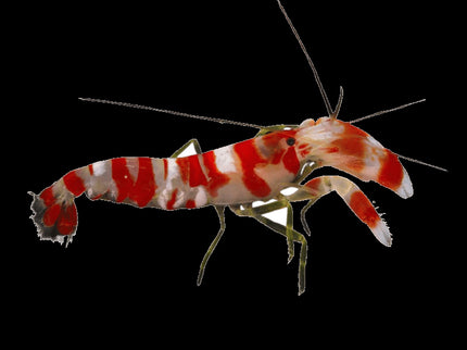 Pistol Shrimp