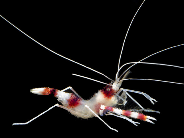 Coral Banded Shrimp