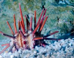 Pencil Urchin - Eucidaris tribuloides
