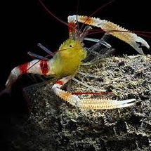 Gold Coral Banded Shrimp - Stenopus sp.