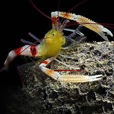 Gold Coral Banded Shrimp - Stenopus sp.