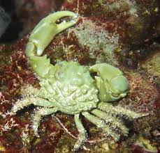 Emerald Crab. - Mythrax sculptus