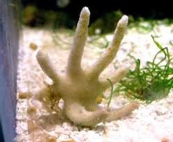 Staghorn Crab - Paguritta sp.