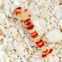 Pistol Shrimp; Candy Stripe - Alpheus sp.