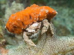 Sponge Crab; Atl. - Sphaerodromia sp.